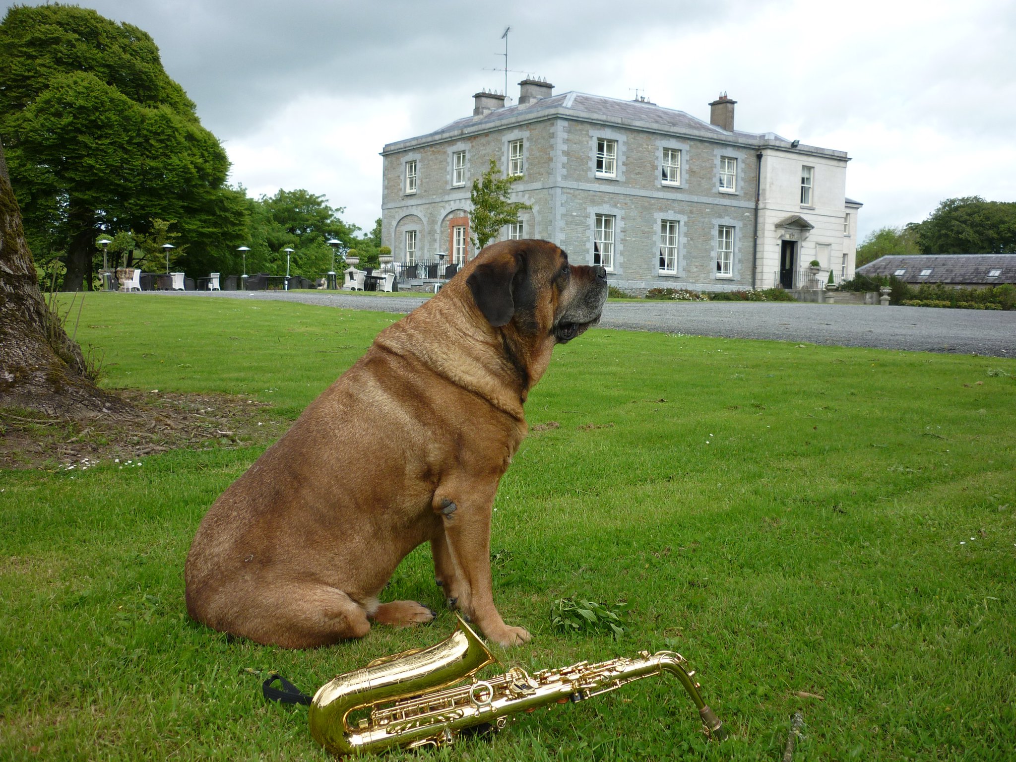 Tankardstown House Pet Friendly 